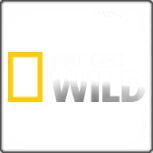 Nat Geo Wild смотреть онлайн